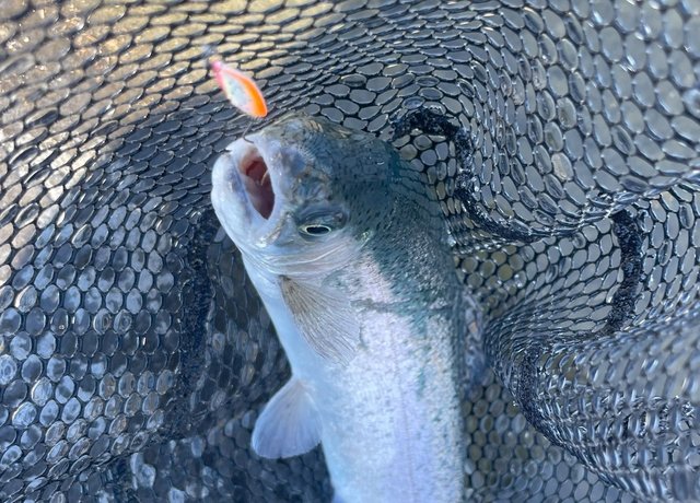 ダイワ スピニングリール 21 プレッソ LT2000SS-P 2021モデル【即日