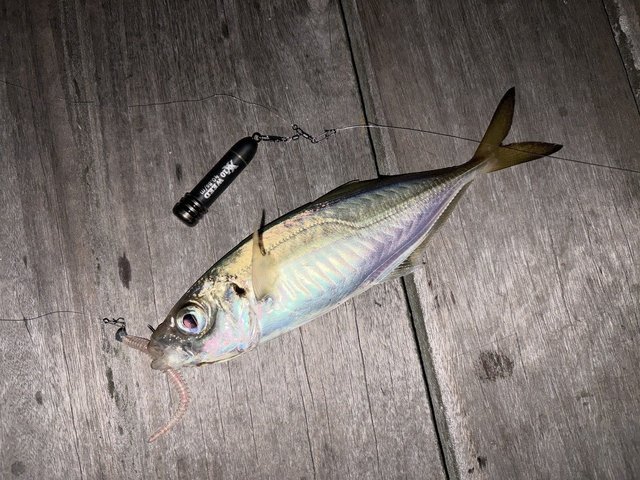 ヤマガブランクス アーリー 93M for Seabass ※店頭受け取り/店舗で決済