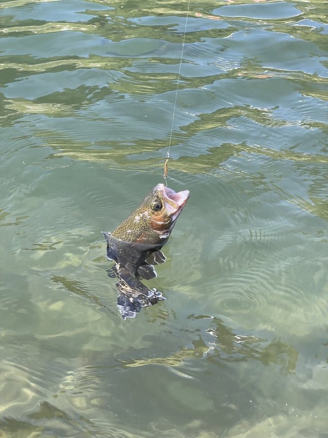 プレッソ LT 2000 SSーP ダイワ プレッソ LT2000SS-P (リール) 価格比較 - 価格.com