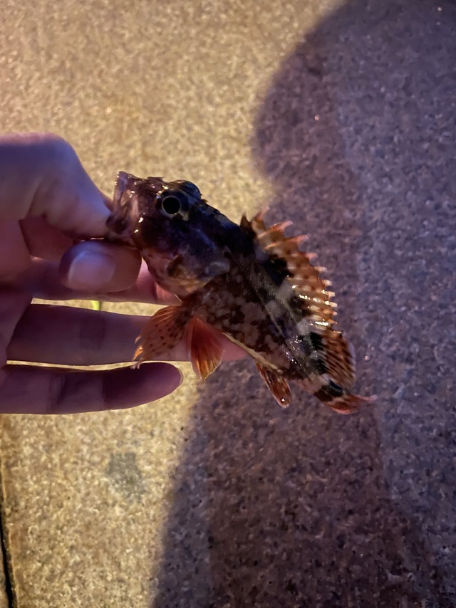 天龍 アジング メバルロッドルナキア LK582S-LS (スピニング/2ピース