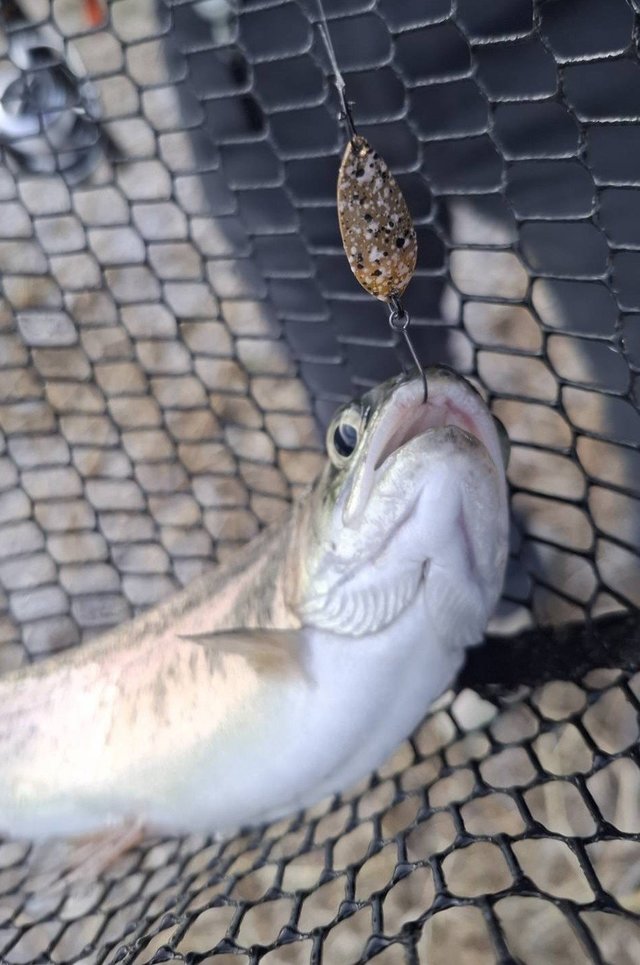 ダイワ スピニングリール 21 プレッソ LT2000SS-P 2021モデル【即日