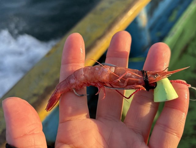 シマノ 両軸リール 21バルケッタ 150DHHG(右): リール｜釣具の通販なら