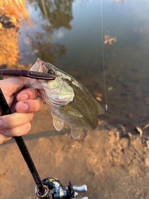 訳あり】ﾀﾞｲﾜ 20 ﾘﾍﾞﾘｵﾝ 662MFB(ﾍﾞｲﾄ 2ﾋﾟｰｽ): 竿｜釣具の通販なら