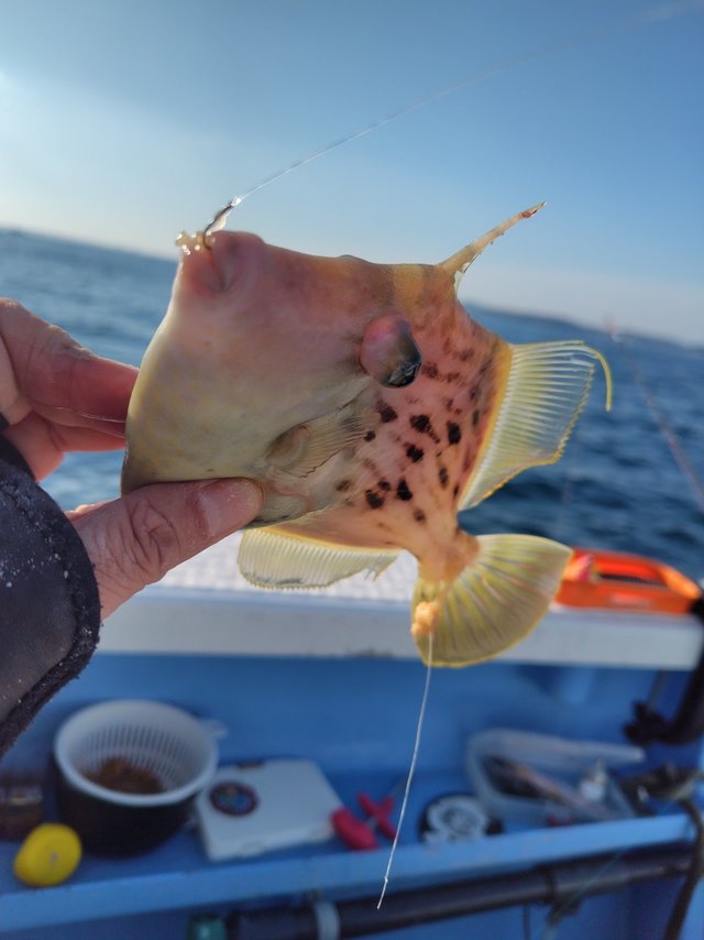 ダイワ カワハギ竿 瞬鋭カワハギ EX MHH-174(ベイト 1ピース)【大型