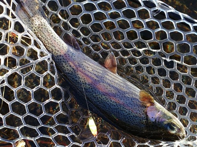 ヴァルケイン トラウトロッド ダーインスレイヴ コードグライガン 61L