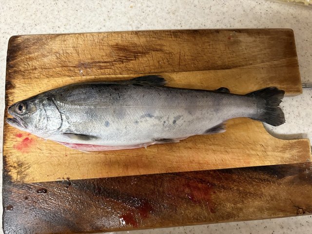 最新釣果 - 東松山高坂店 [釣具のキャスティング]