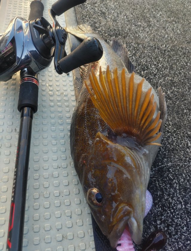 ダイワ ベイトリール IM Z リミットブレイカー XHL TW HD-C(左)(IM Z