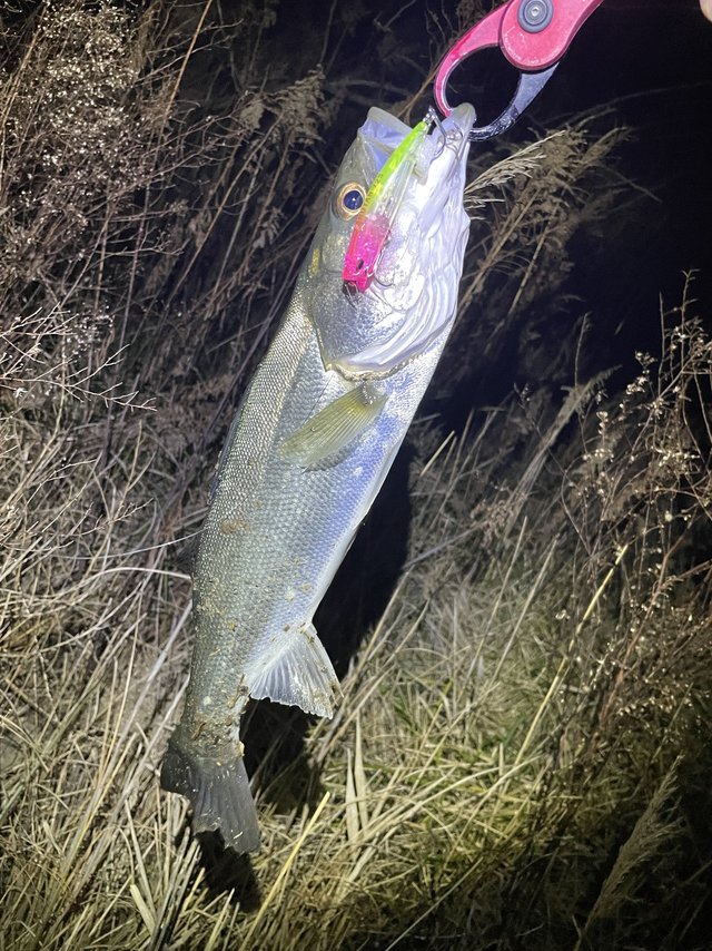 ダイワ シーバスロッド モアザン 96ML/M・J(2ピース)【大型商品】(96ML