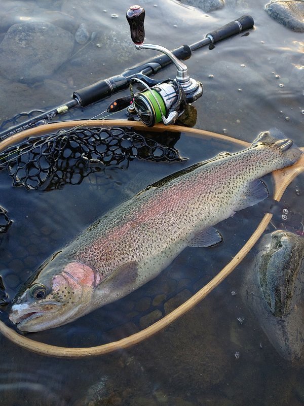 ダイワ ブラックレーベル BLX トラベル S66L-5 バーサタイルスペシャル