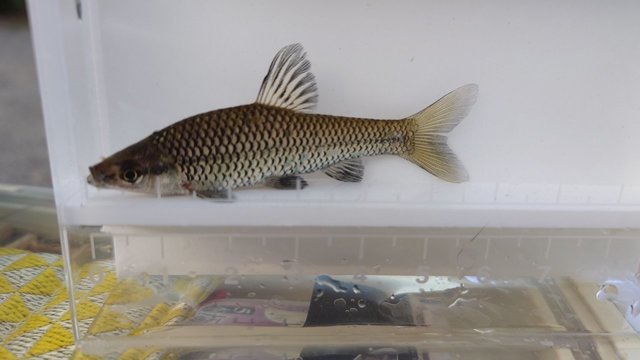 マルキュー タナゴグルテン: 釣り餌｜釣具の通販ならキャスティング