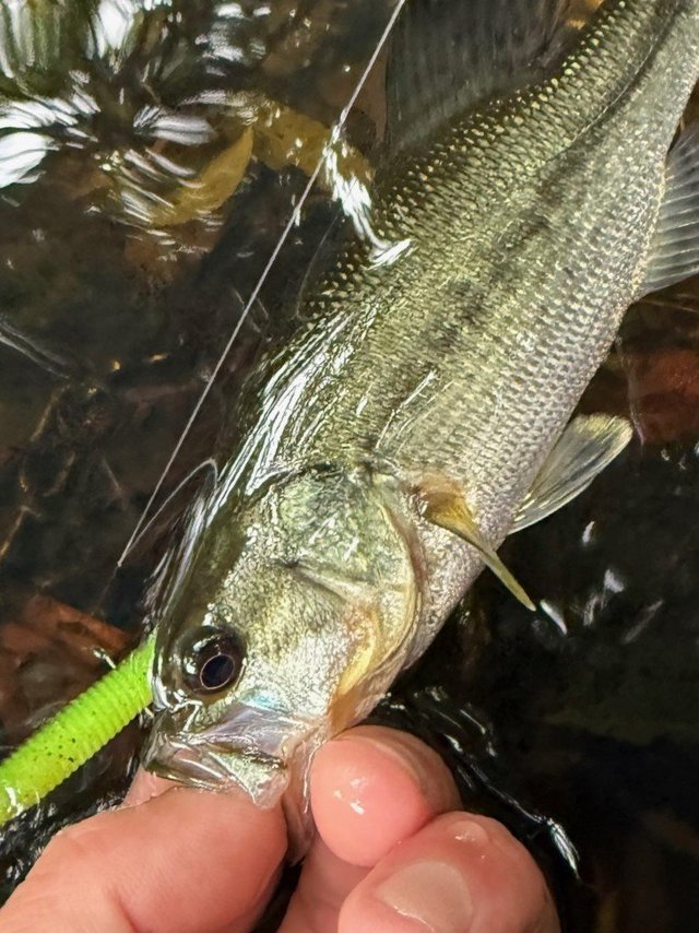 ブラックバス - 魚種からコンテンツを探す [釣具のキャスティング]