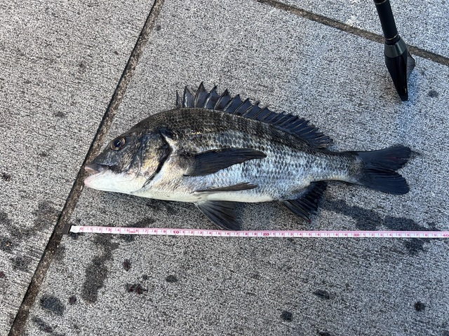【中古】 キャンパス釣り日記　1 2026年07月29日(水) 神奈川県 鶴見駒岡店の釣果です。[釣具の
