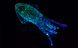 tpc106314-3.jpg?t=1600406709