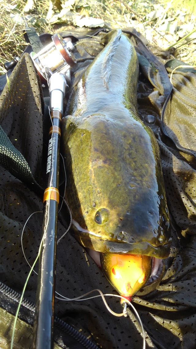 激レア 美品 エイムス ブラックスネーク77H 雷魚 バス ナマズ AIMS Black Snake710HH 雷魚 怪魚 ナマズ バス