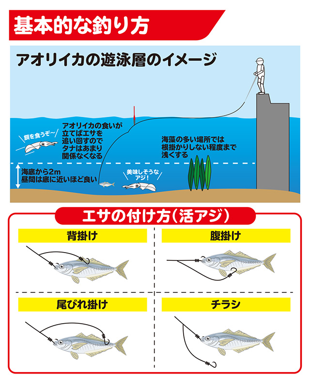 アオリイカ アジ泳がせ釣り How To 釣具のキャスティング