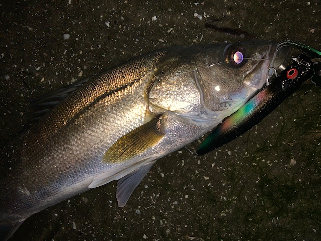 品川シーサイド店 [釣具のキャスティング]