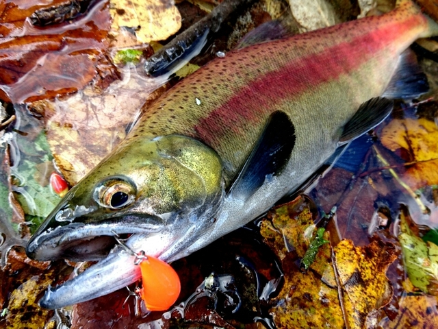 泉バイパス店 釣具のキャスティング