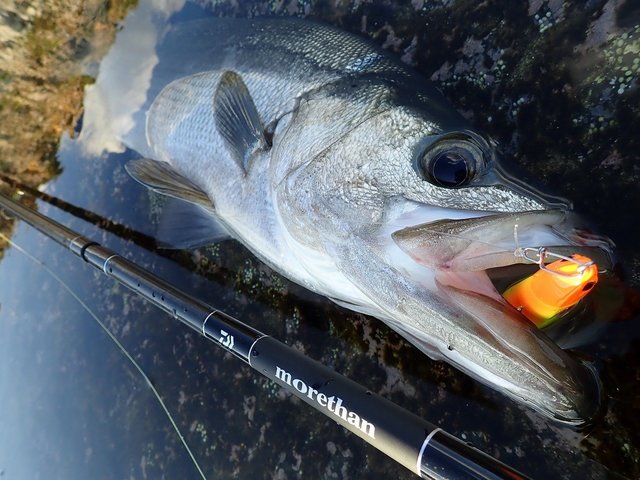 五島でヒラスズキ！ | CATCH - スタッフ釣果情報 | Zeeee!