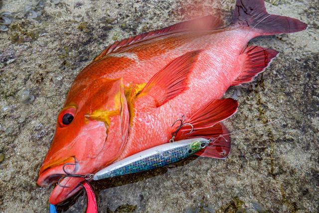 南国釣行で新たな魅力を発見！ | CATCH - スタッフ釣果情報 | Zeeee!