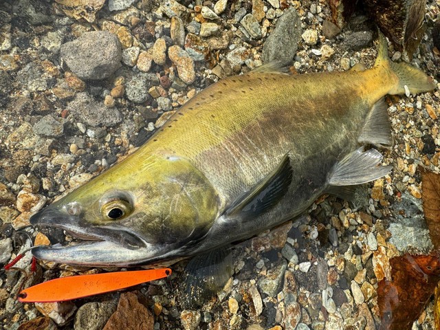 釣果情報！十和田湖ヒメマス