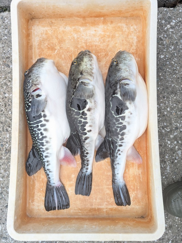 横浜磯子店 [釣具のキャスティング]