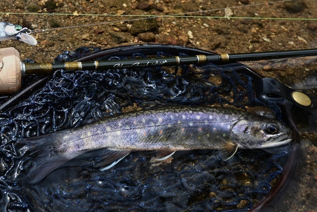 シルバークリークトラッド46ULB Amazon | ダイワ(DAIWA) トラウトロッド Silver Creek Trad