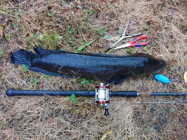 ピュアフィッシングジャパン ABU ウッドディスプレイ ナチュラル 右巻き Wood Display（ウッド ディスプレイ）｜AbuGarcia｜釣具の総合