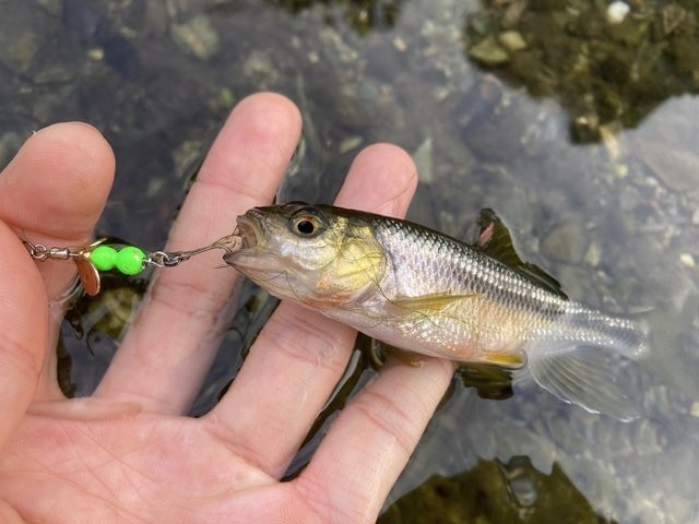 キャスティング プラグ 東松山高坂店 [釣具のキャスティング]