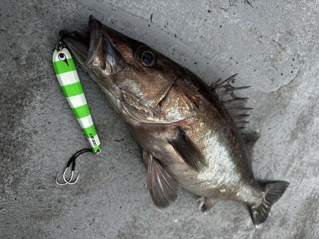 大物釣り　INTESSA G-Ⅳ 2号50遠征 大物釣り INTESSA G-Ⅳ 2号50遠征 がま磯インテッサG-Ⅳ 遠征