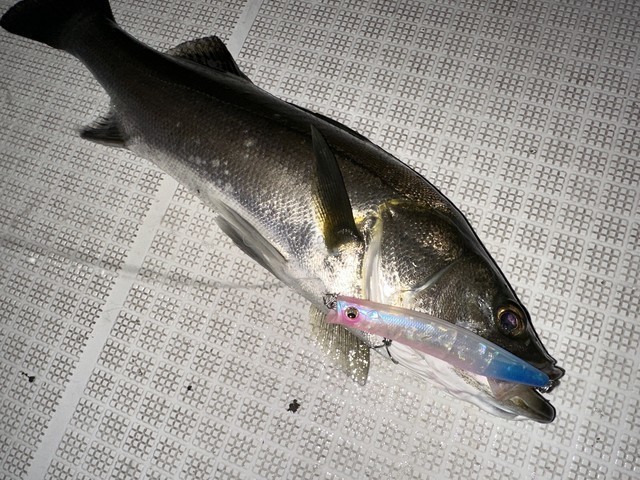 カゲロウ　リゲル　限定 品川シーサイド店 [釣具のキャスティング]