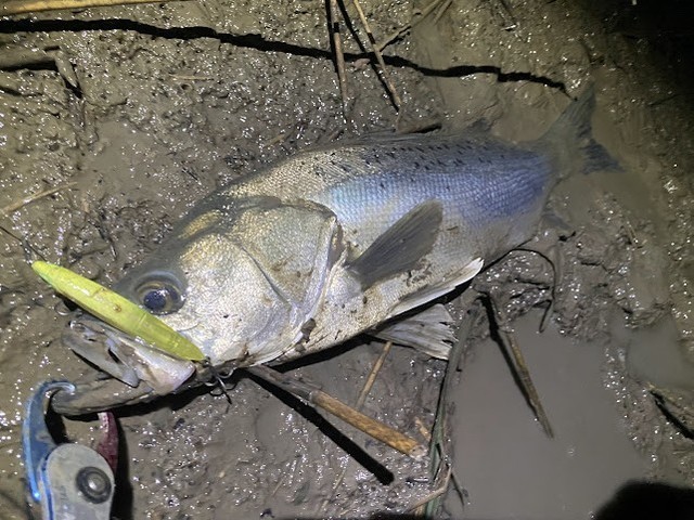 ローテーションで数釣り！有明シーバス釣行！ | CATCH - スタッフ釣果