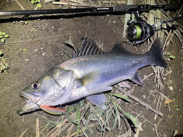 ローテーションで数釣り！有明シーバス釣行！ | CATCH - スタッフ釣果