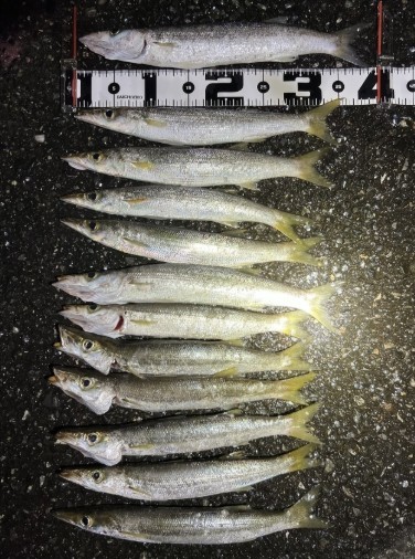 唐津店 [釣具のキャスティング]