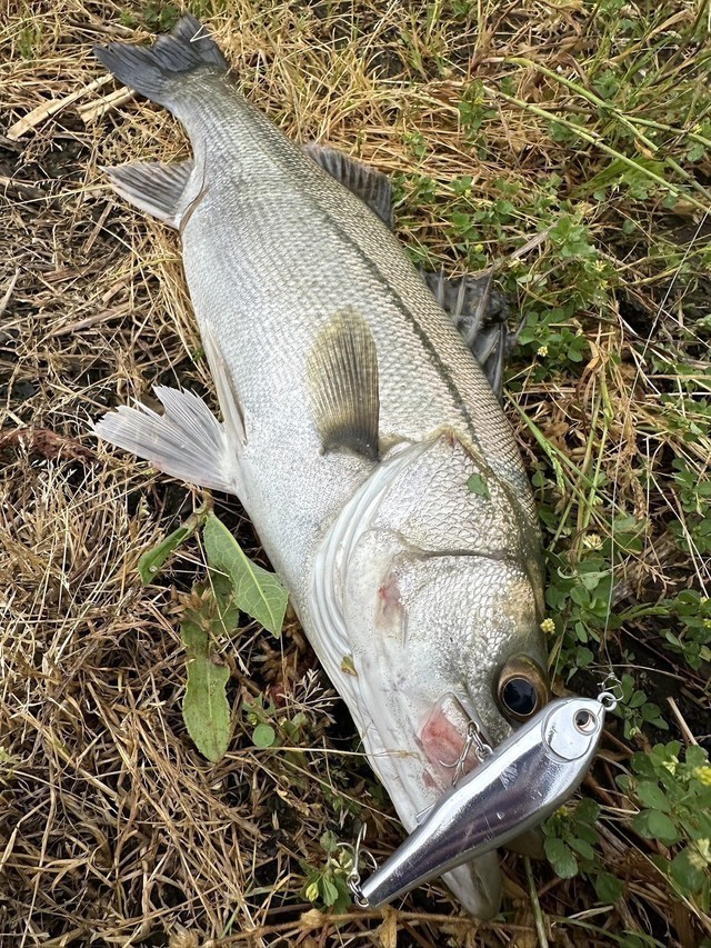 多賀城店 [釣具のキャスティング]