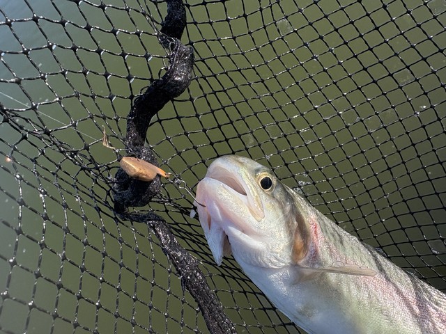 フォレストの釣具になります。 東松山高坂店 [釣具のキャスティング]