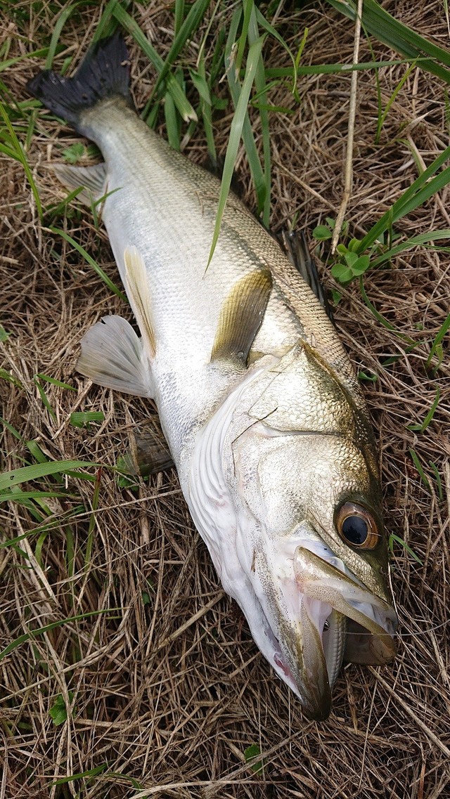 霞水系シーバス初夏の陣 | CATCH - スタッフ釣果情報 | Zeeee!