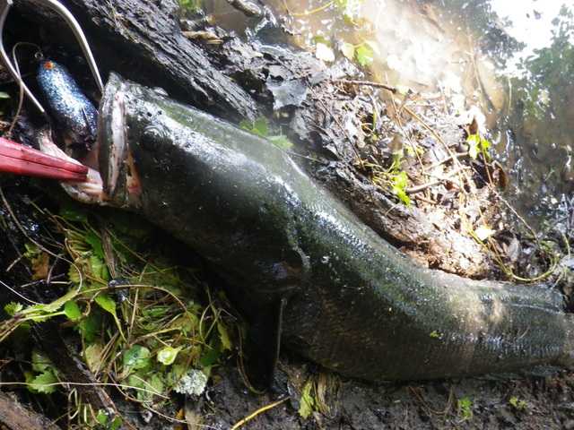 南柏店 [釣具のキャスティング]