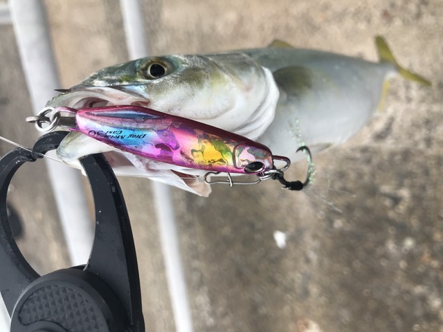 つくば店 [釣具のキャスティング]