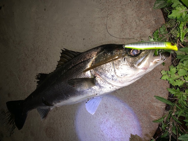 品川シーサイド店 [釣具のキャスティング]