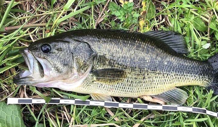 ブラックバス - 魚種からコンテンツを探す [釣具のキャスティング]