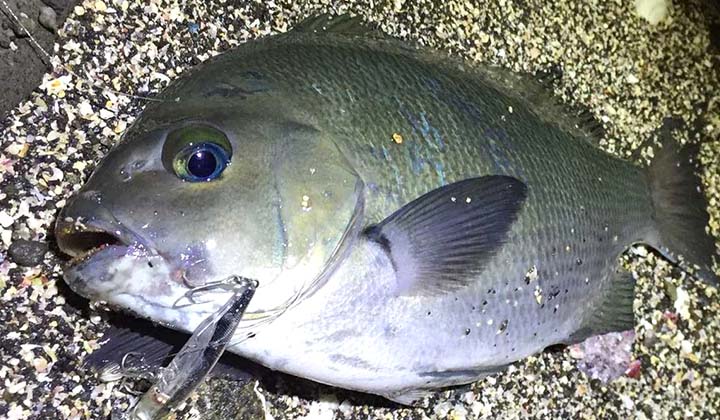 グレ チヌ 魚種からコンテンツを探す 釣具のキャスティング