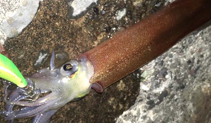 イカ - 魚種からコンテンツを探す [釣具のキャスティング]